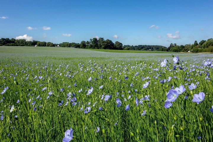 fields-gb0e8e2427_1920_SCALE-UP_BD