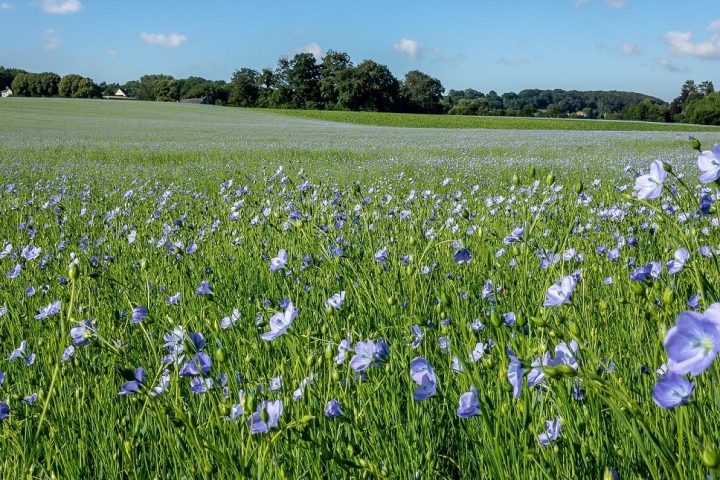 fields-gb0e8e2427_1920_SCALE-UP_BD – banniere