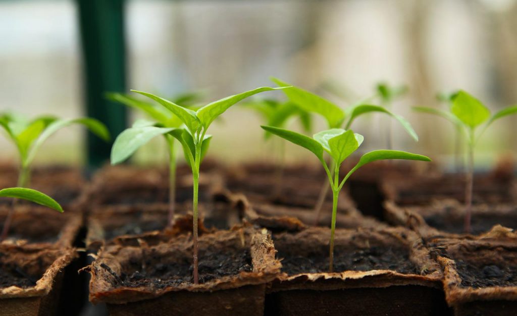 pixabay_seedling-g4f2b37f1c_1280 pixabay_seedling-g4f2b37f1c_1280