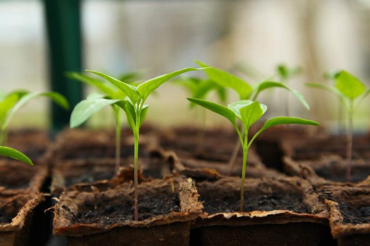 pixabay_seedling-g4f2b37f1c_1280